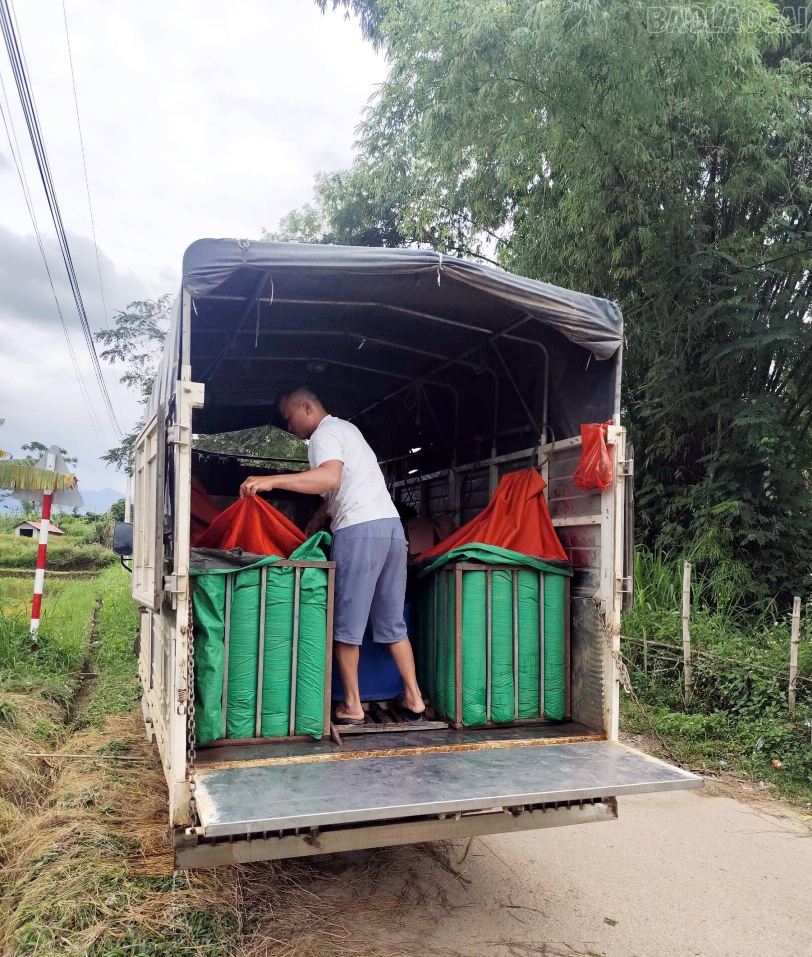 Về Khánh Yên xem thả cá chép vụ đông Thả cá chép