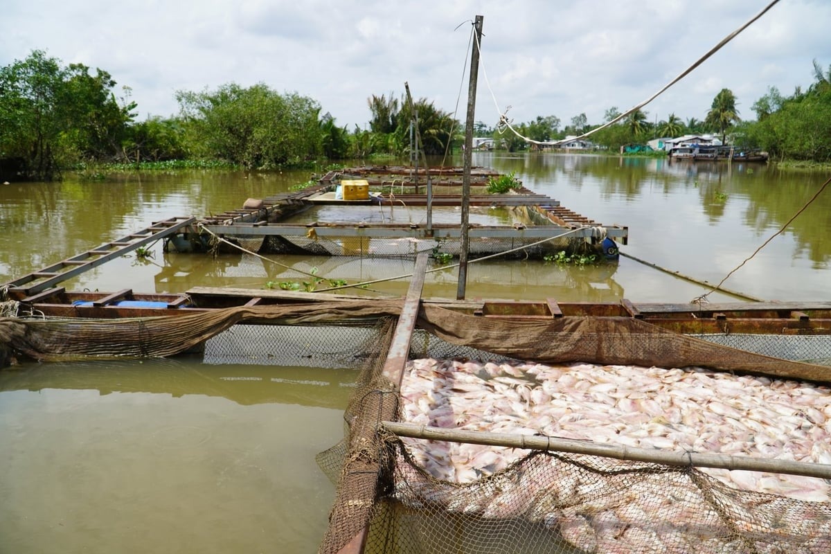 Cá chết hàng loạt