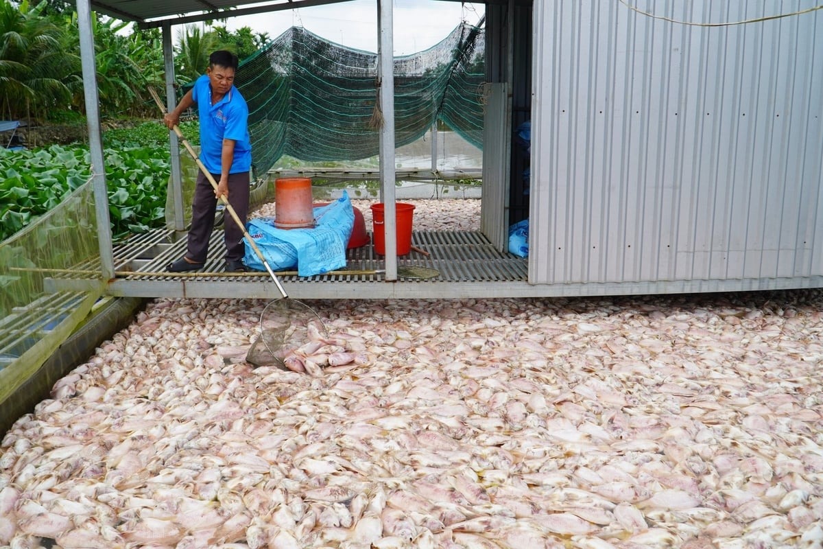 Cá điêu hồng bị thiệt hại