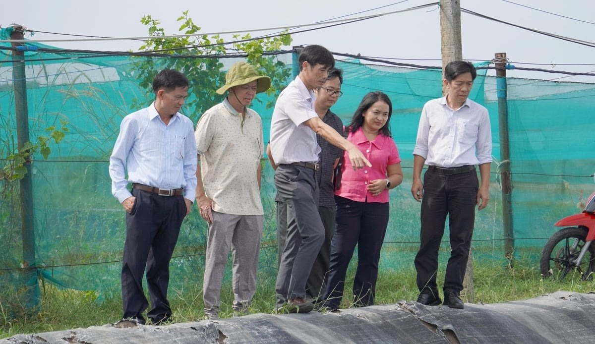 Vì sao vùng nuôi tôm Phước Thuận suy giảm? Khảo sát vùng nuôi tôm