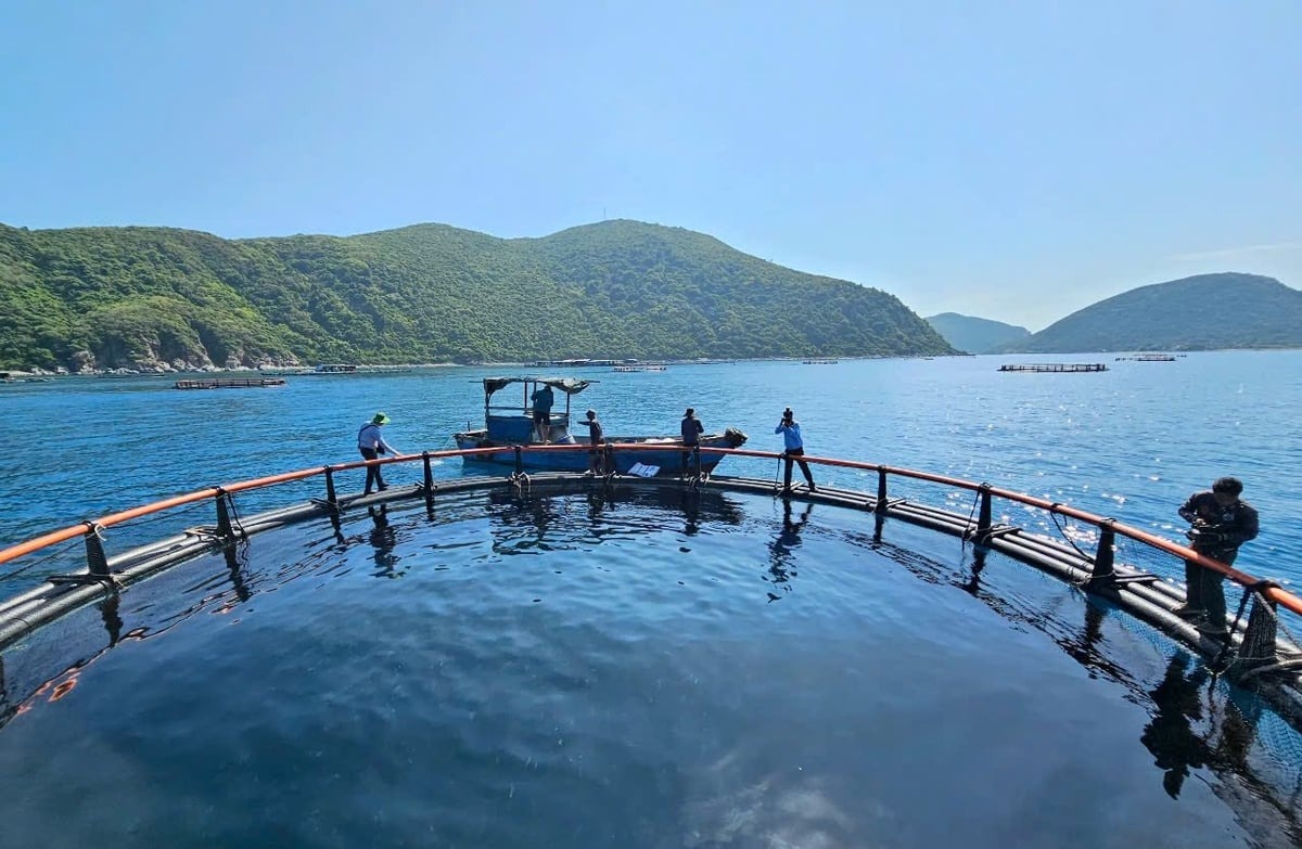 Nuôi biển công nghệ cao: Khai mở tiềm năng, vượt thách thức Nuôi biển công nghệ cao