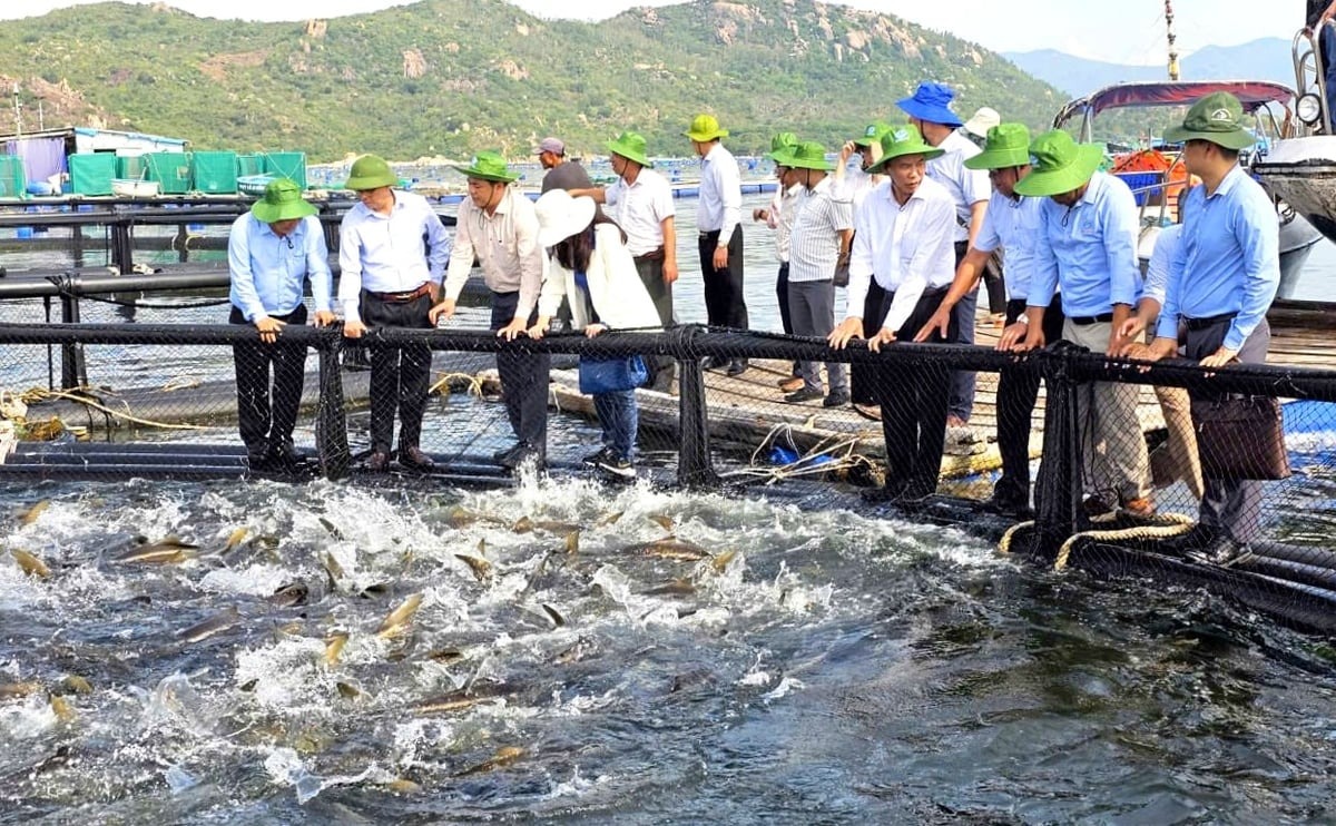 Nuôi biển công nghệ cao: Khai mở tiềm năng, vượt thách thức Nuôi biển công nghệ cao