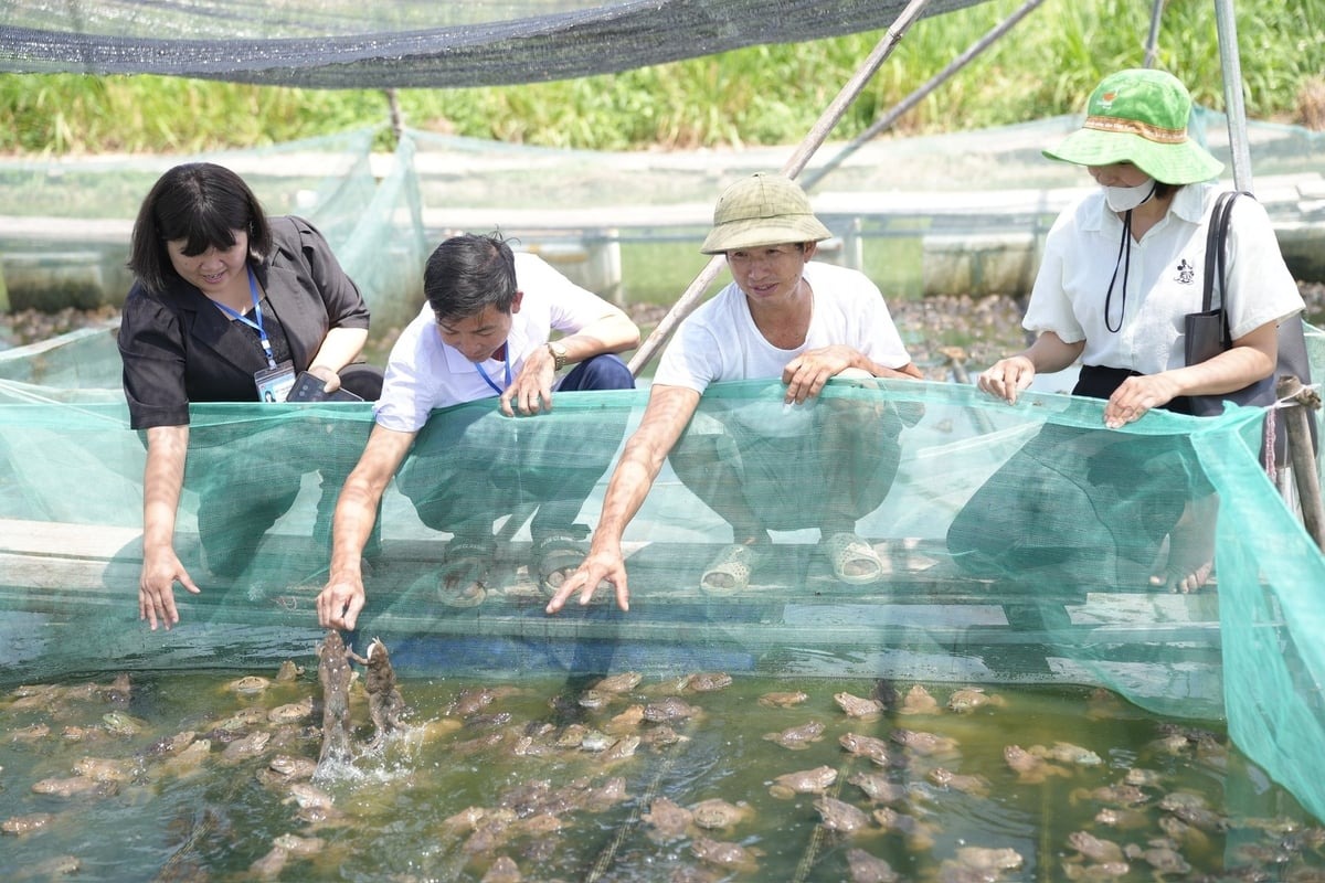 Nuôi ếch lồng cho hiệu quả kinh tế cao Nuôi ếch