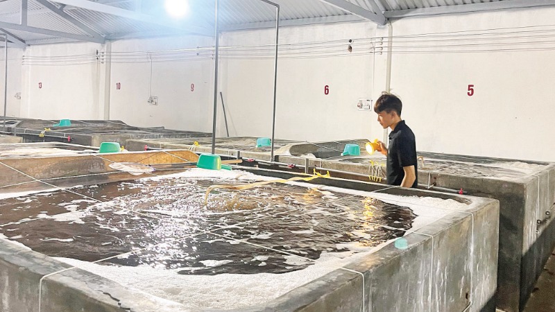 Sản xuất tôm giống