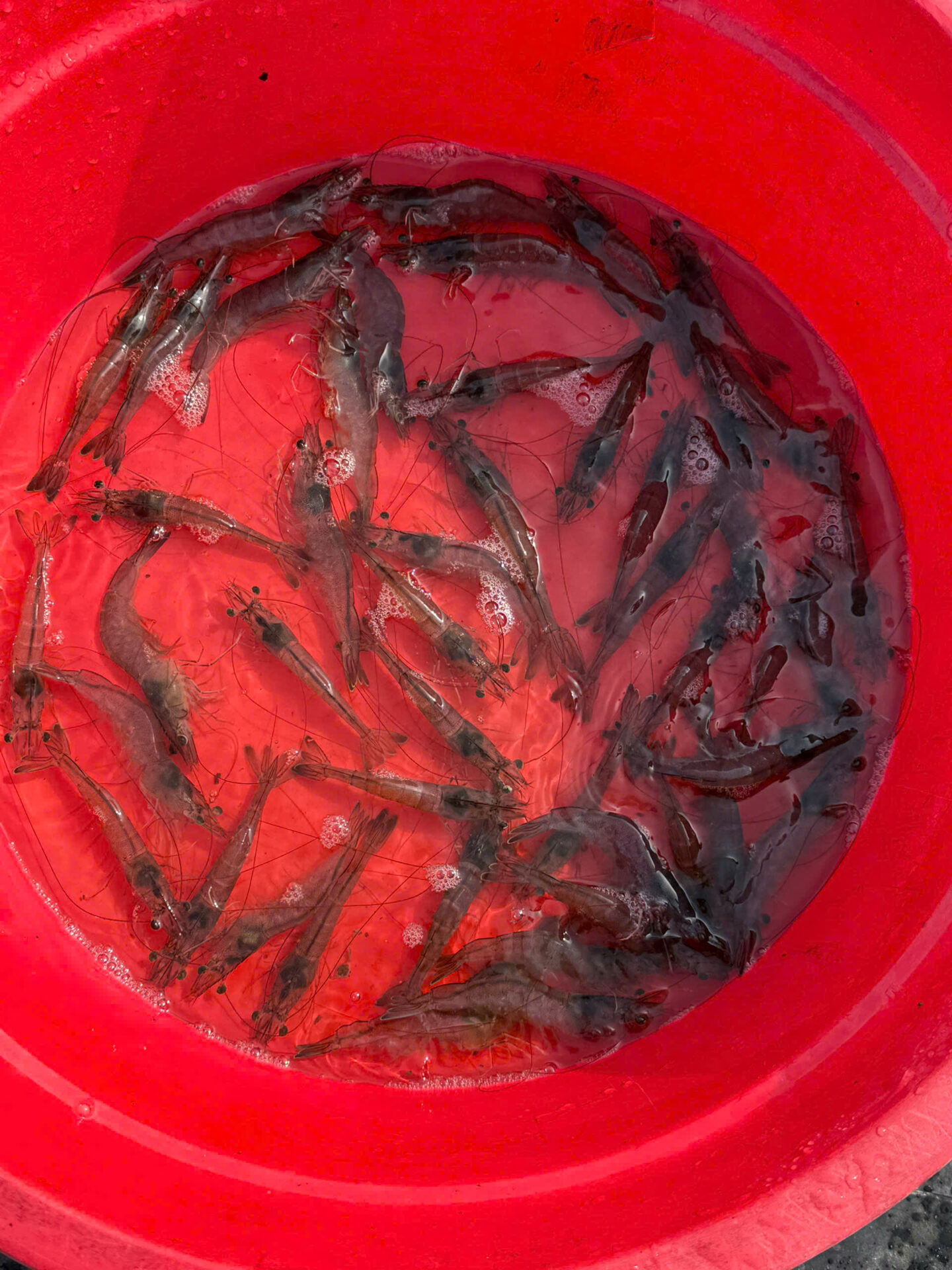 AHPND là mỗi đe dọa lớn cho ngành nuôi tôm hiện nay.