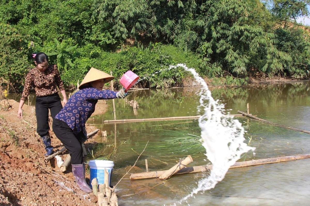 Khử khuẩn ao nuôi