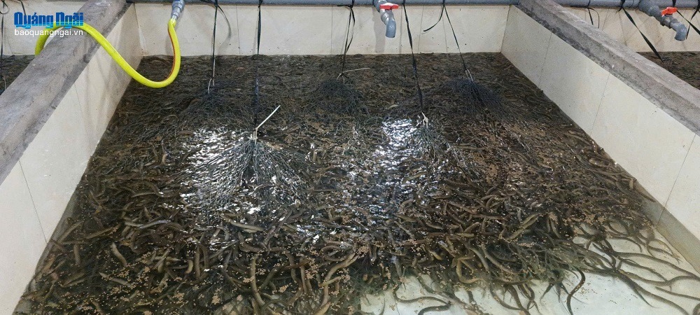 Nuôi lươn không bùn