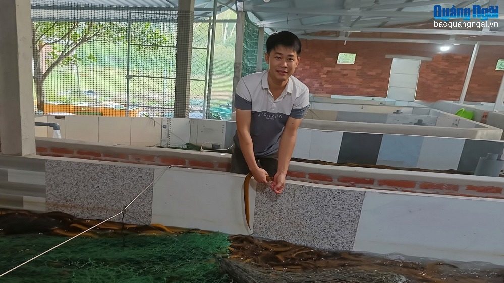 Nuôi lươn không bùn