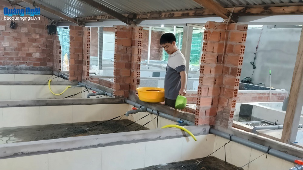 Nuôi lươn không bùn