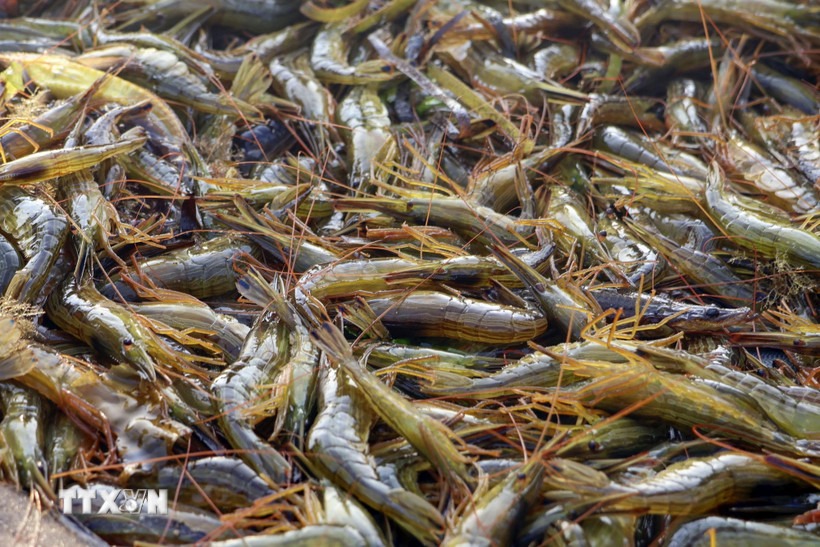 Ảnh minh họa: Kyodo/TTXVN