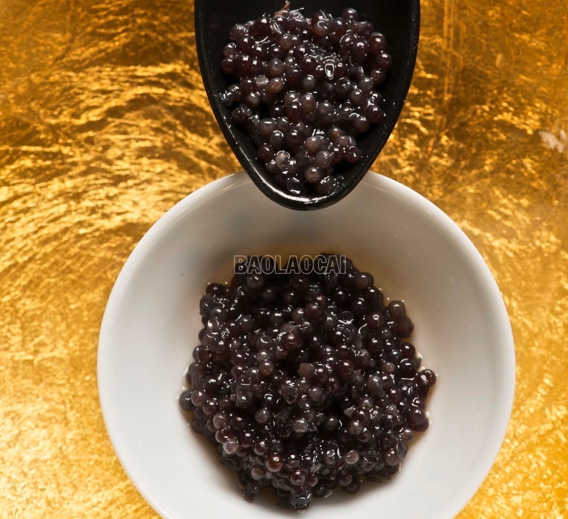 “Báu vật” khổng lồ trong dòng nước lạnh Hoàng Liên Sơn cá tầm