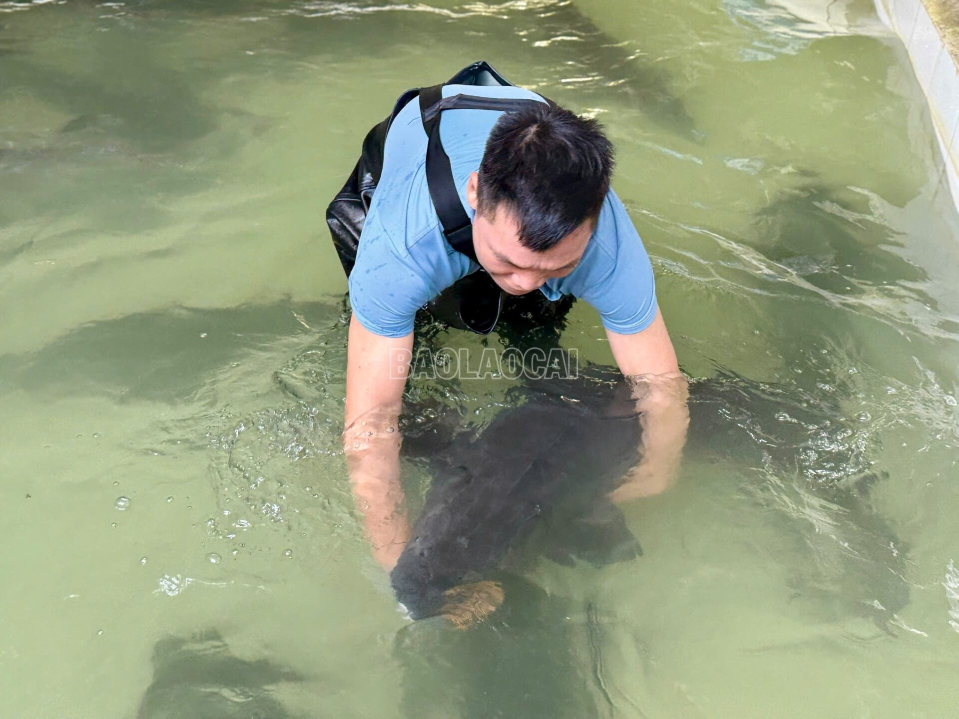 “Báu vật” khổng lồ trong dòng nước lạnh Hoàng Liên Sơn cá tầm