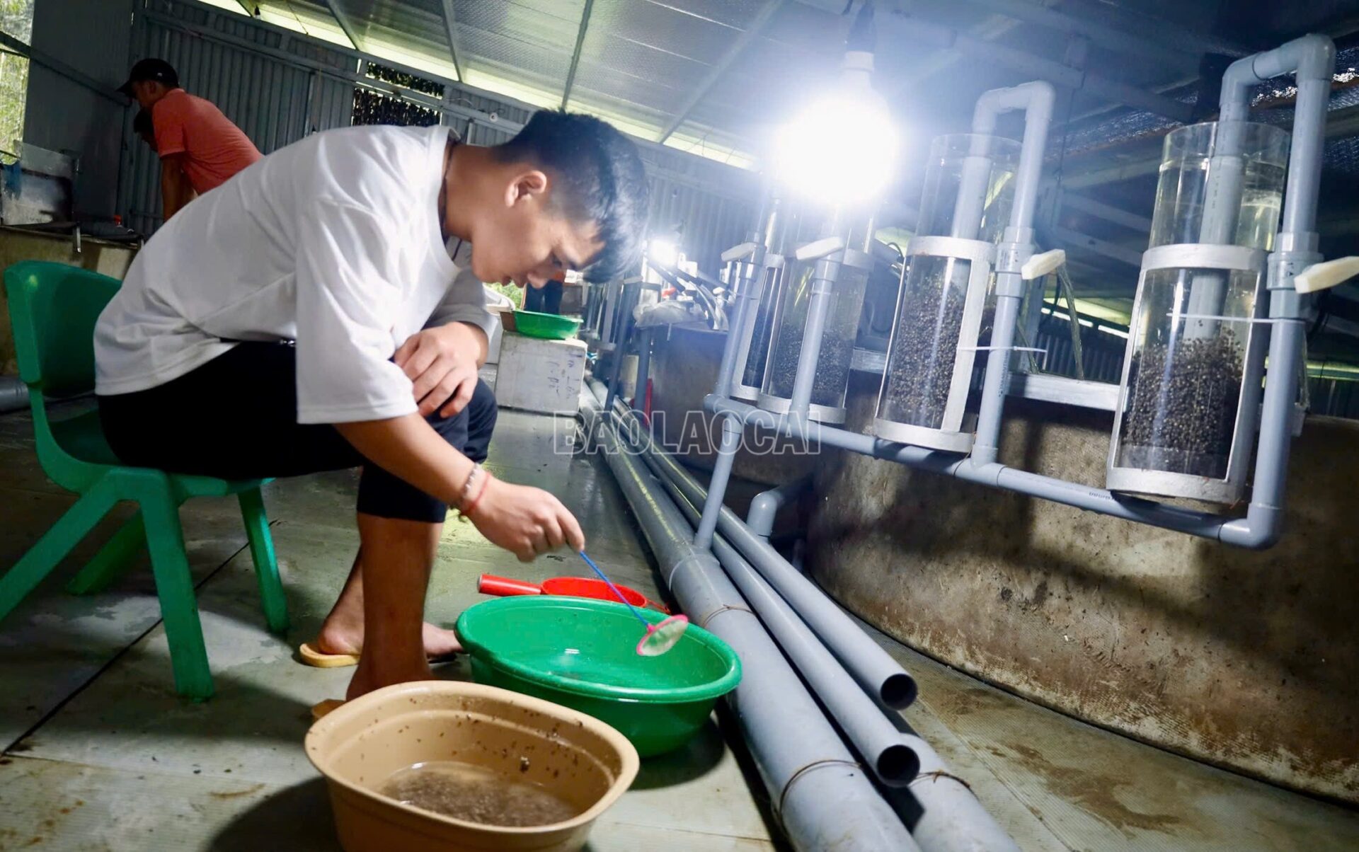 “Báu vật” khổng lồ trong dòng nước lạnh Hoàng Liên Sơn cá tầm