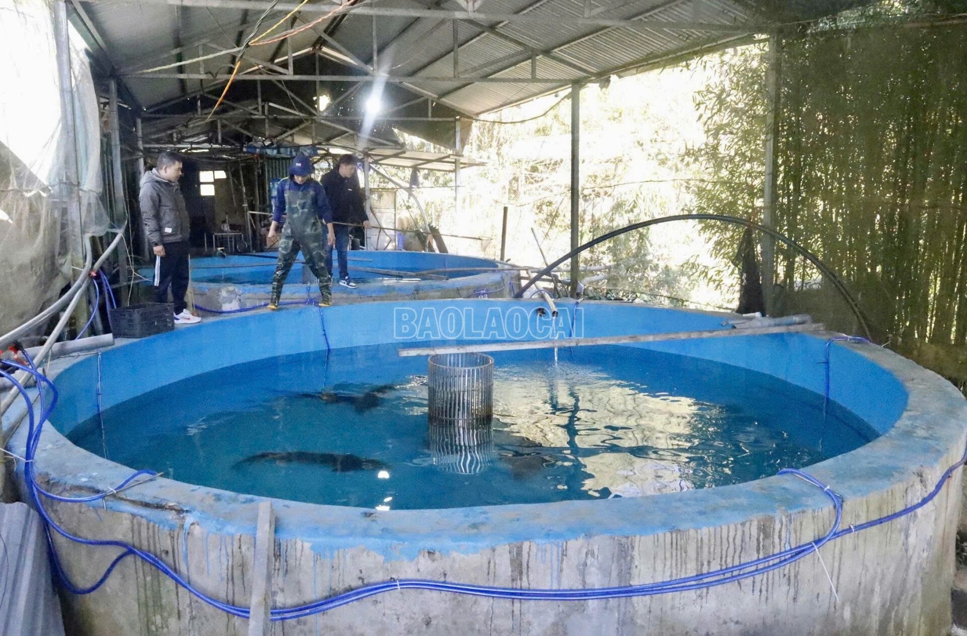 “Báu vật” khổng lồ trong dòng nước lạnh Hoàng Liên Sơn cá tầm