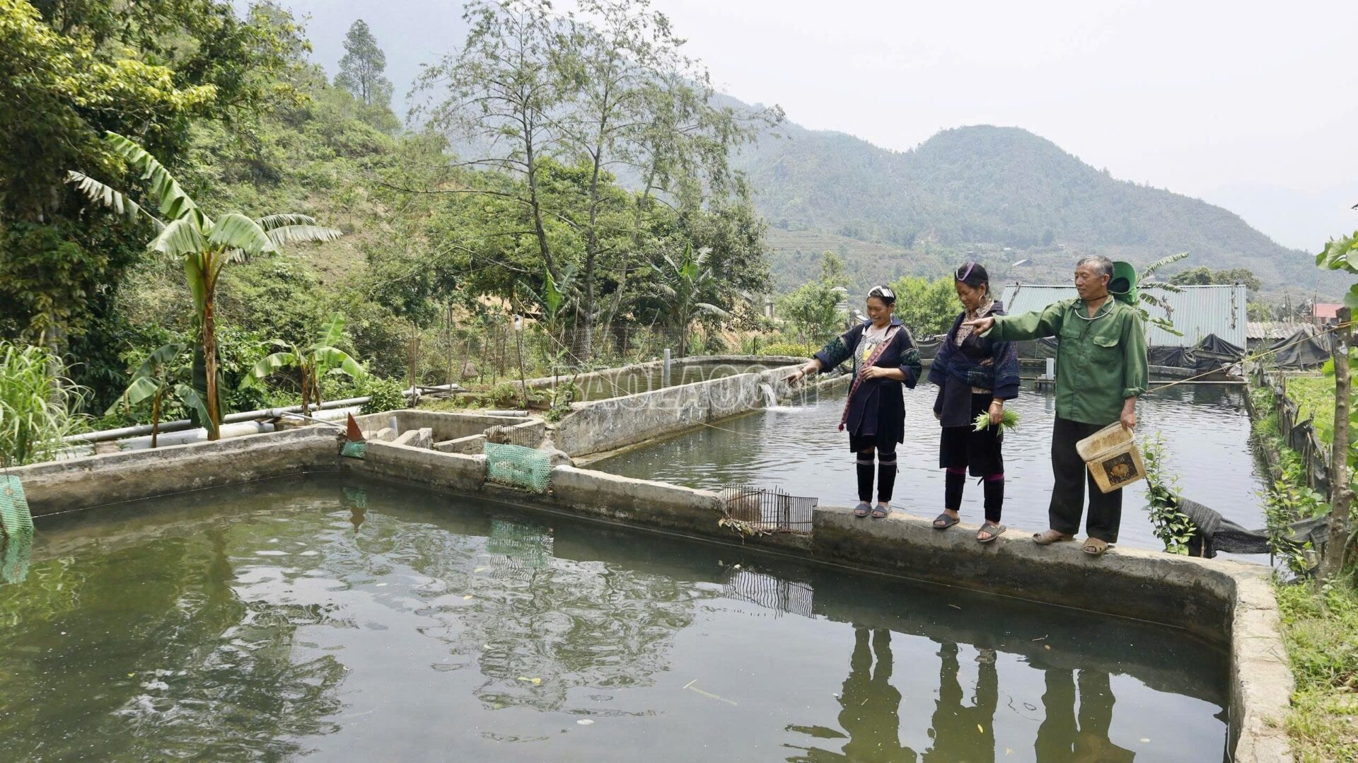 “Báu vật” khổng lồ trong dòng nước lạnh Hoàng Liên Sơn cá tầm
