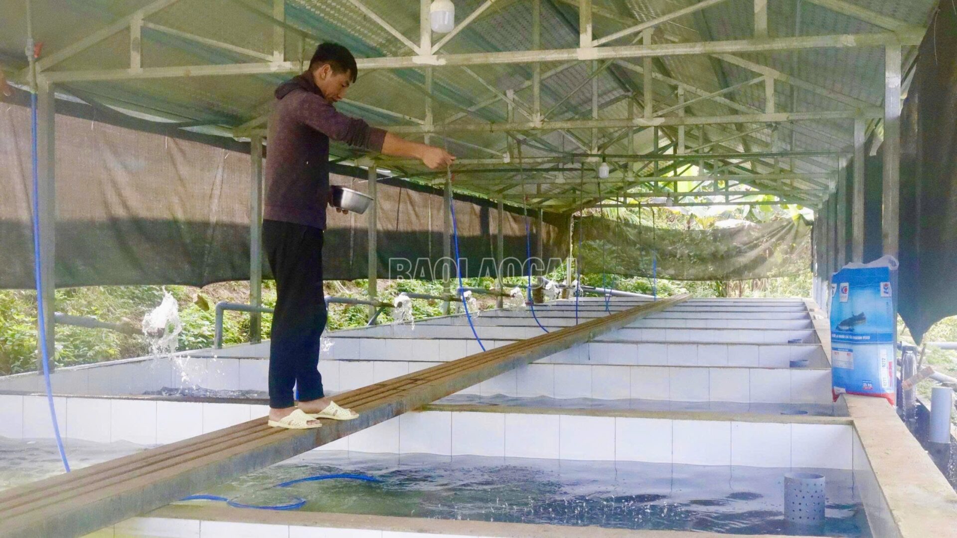 “Báu vật” khổng lồ trong dòng nước lạnh Hoàng Liên Sơn cá tầm