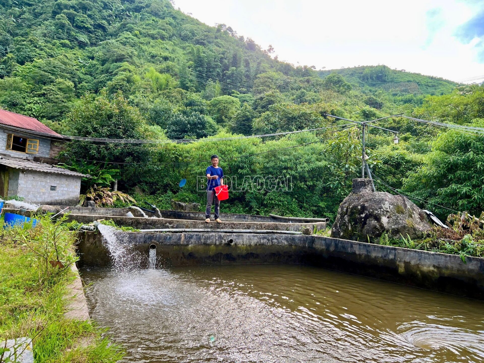 “Báu vật” khổng lồ trong dòng nước lạnh Hoàng Liên Sơn cá tầm