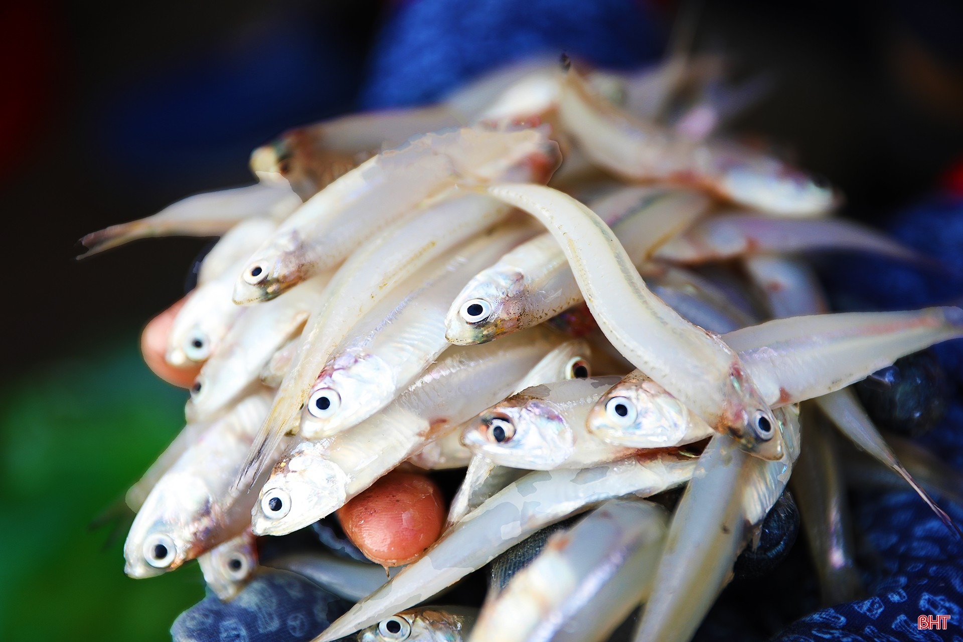 Theo nhiều ngư dân địa phương, cá cơm có rải rác quanh năm nhưng cao điểm thường vào giai đoạn từ tháng 11 âm lịch năm trước đến tháng 3 âm lịch năm sau, gồm nhiều loại: cơm bạc, cơm than, cơm mờm...