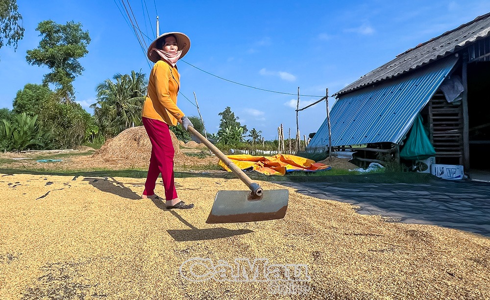 Xuân về trên những cánh đồng Lúa