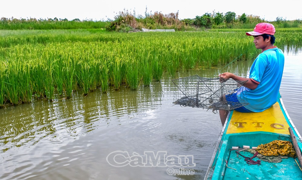 Xuân về trên những cánh đồng Nuôi tôm trên ruộng lúa