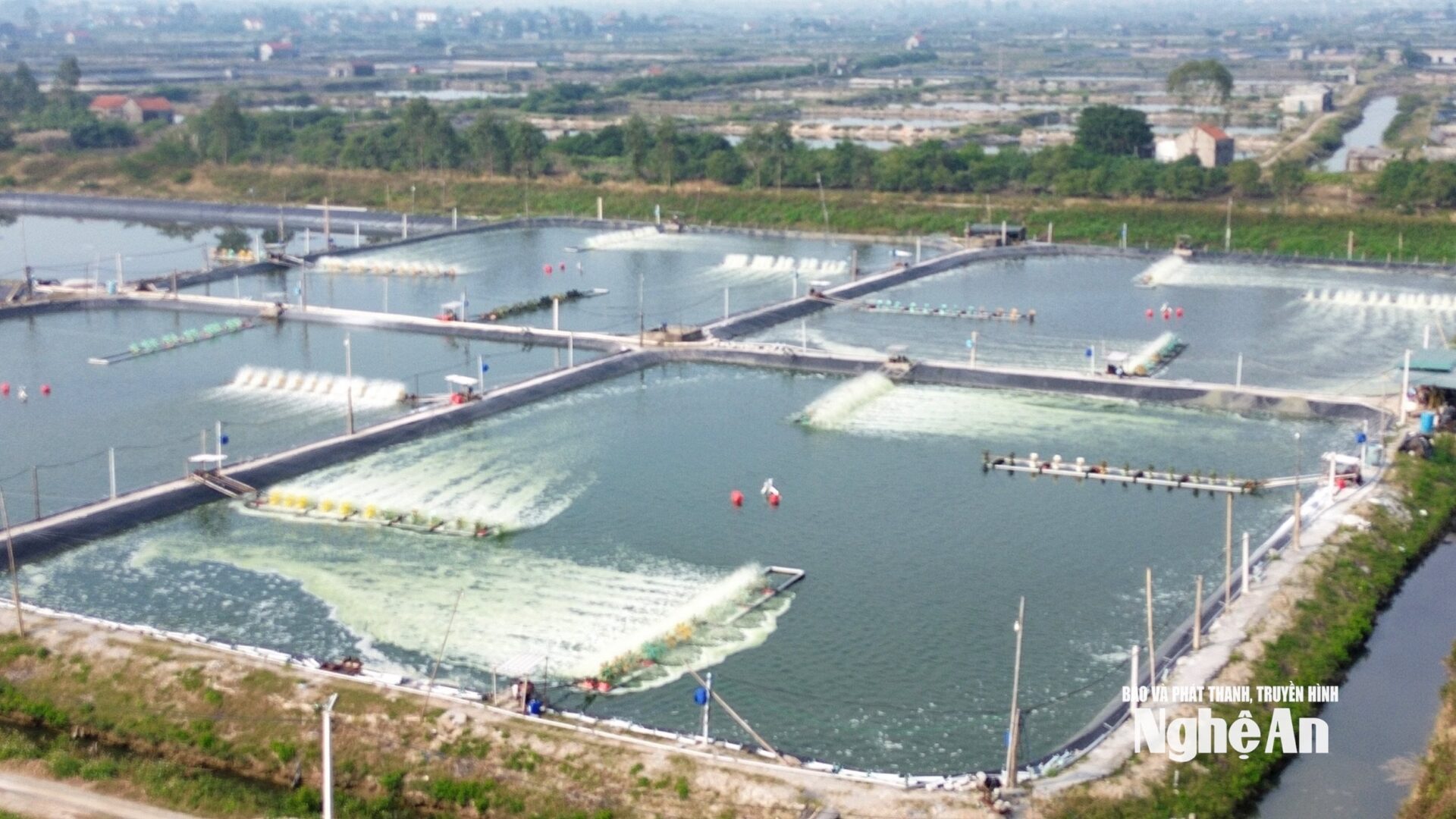 Nuôi tôm vụ đông