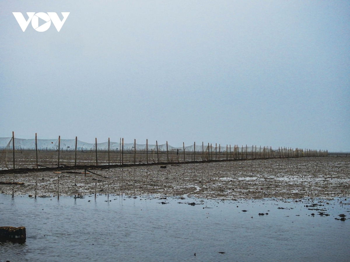 Quảng Ninh đang rà soát, nghiên cứu lập quy hoạch các vùng bãi triều, vùng đất ngập nước ven biển có khả năng phát triển nuôi trồng thủy sản tạo sinh kế cho người dân