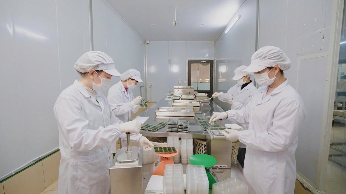 Sản xuất tảo xoắn