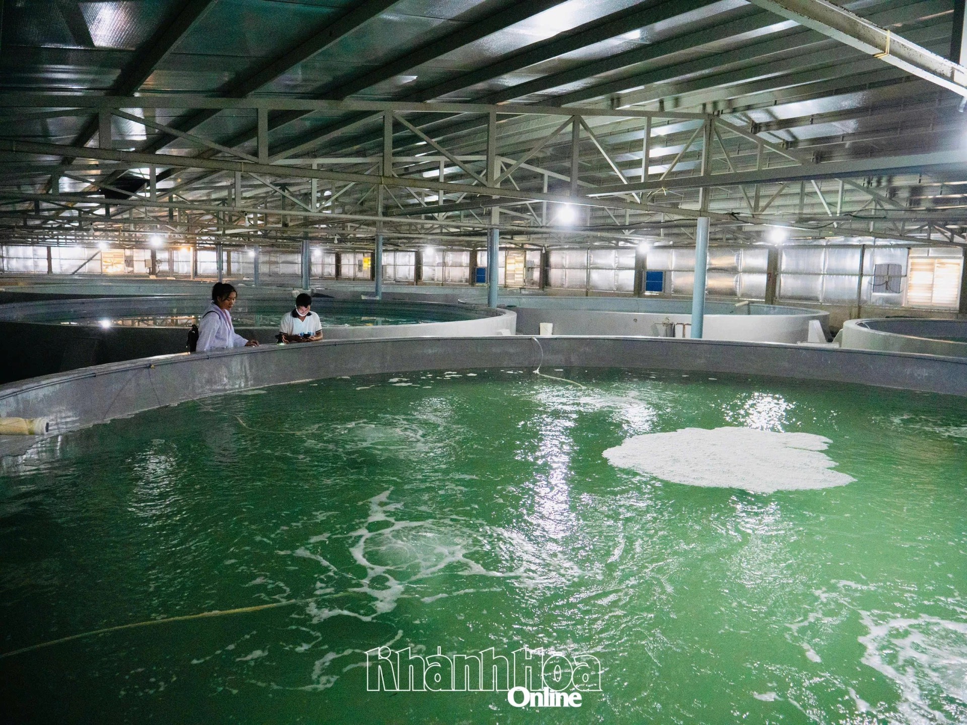 Sản xuất tôm giống