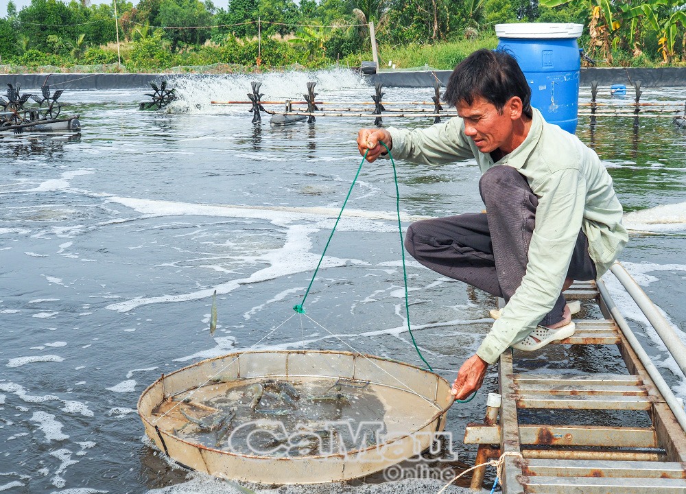 Ông Nguyễn Trường Giang (ấp Lê Năm, Xã Nguyễn Việt Khái) thu hoạch 2 đầm tôm, đạt trên 10 tấn, lợi nhuận hơn 700 triệu đồng, hiện còn 2 ao tôm trên 60 ngày tuổi, ước thu hoạch hơn 12 tấn đúng vào dịp Tết.