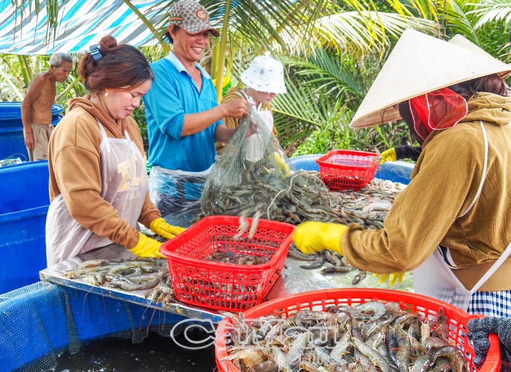 Thu hoạch tôm siêu thâm canh